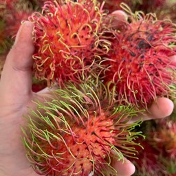 เงาะโรงเรียน.เงาะจันฯ