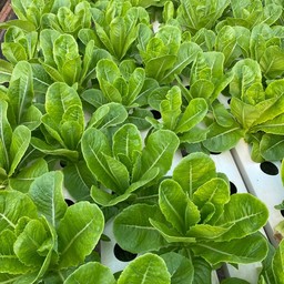 สลัดคอส