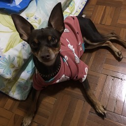 ทริปฝอยทอง