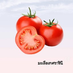 มะเขือเทศราชินีปั่น