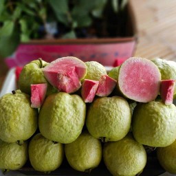 MS Fruit Pattani
