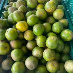 บังคิน ผลไม้ทุกฤดูกาล