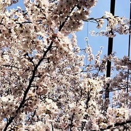 ร้าน ข้าวผัด. - FRIED RICE.