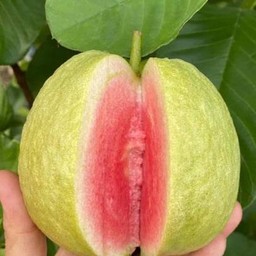 ผลไม้สด ฝรั่งไส้แดง 1 กิโลกรัม