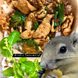 ข้าวจ้าว ใบกะเพรา 🍃