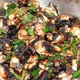 ก้อยหอย