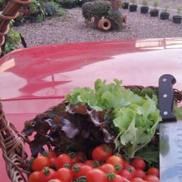 สวนผักบ้านเฮาแม่สอด