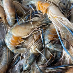 กุ้งแม่น้ำไข่ตัวเมีย