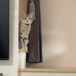 ดอลล่าร์