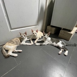 มันนี่ อั่งเปา กาตาร์