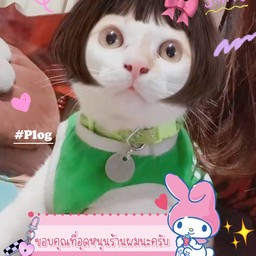 ข้าวหมูย่าง Bear อู้ด อู้ด ในเมือง
