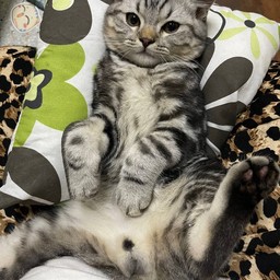 ติ๊บให้น้องมาแชล