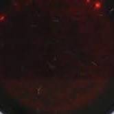 ชาบูน้ำดำ