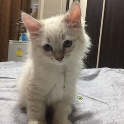 ค่าขนมเด็กส่งของคับ