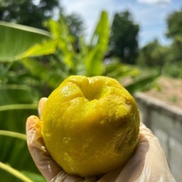 ฝรั่งดอง