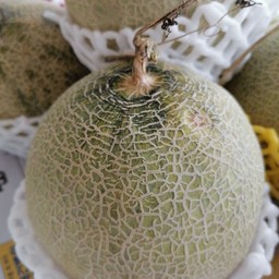 เมล่อนทิเบต