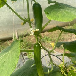 ผักปลอดสาร(ขุนแผนฟาร์ม) 1.