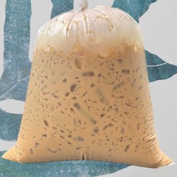 เนสกาแฟ