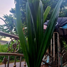 ใบเตยสด(10 ใบ)