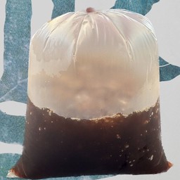 โอเลี้ยง