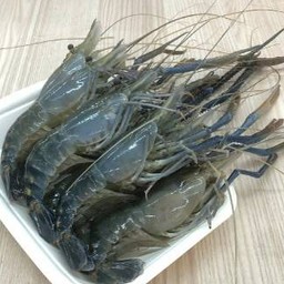 กุ้งแม่น้ำครึ่งโล ขายถูกตกจากบ่อทุกวัน คุ้มมาก