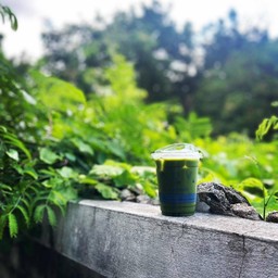 Matcha [No Milk]