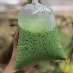 ชาเขียวนมถุง