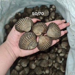 ห๊อยหอย หอยแมลงภู่ ชานเมืองซอย3