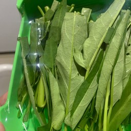 ผักบุ้ง กุ้งนาง ค่าาา 1 ถาด