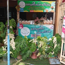 แม่ทองใบน้ำมะพร้าวสด .วุ้นในมะพร้าวอ่อน - เขารูปช้าง 1