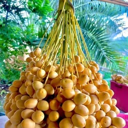 กินกะติม ท่าม่วง