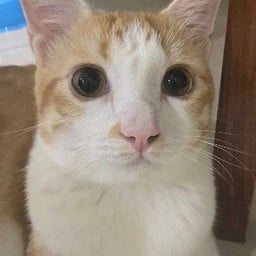 ก๊วยเจ๋ง(เป็นแมวเหมียวครับ)