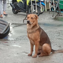 ลูกชิ้นปลาระเบิด