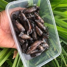 หมึกกะตอยผัดน้ำดำ วังมุข ตลาดนัด ปาร์คอินโซนใหม่