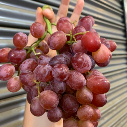 องุ่นแดง ไร้เมล็ด