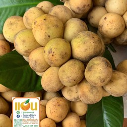 ลองกอง ช่อสวย ปั้นแน่น