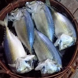 ร้านปลาทู ปลาทูสด ปลาทูนึ่ง