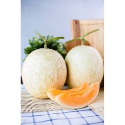 แคนตาลูปซันเลดี้