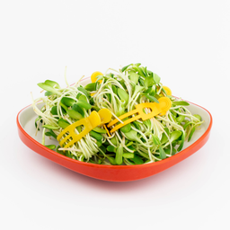 ยอดอ่อนทานตะวัน