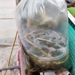 ผักดอง