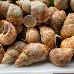 หอยหวานเผา 1กิโลกรัม