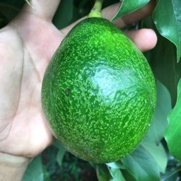 (ดิบ)อโวคาโด พื้นเมือง