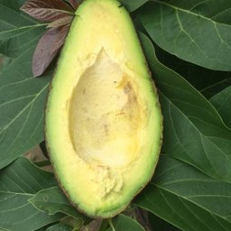 (ห่าม)อโวคาโด พื้นเมือง