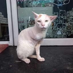 ลุงจร แมว3ขา (เอดส์แมว)