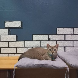 น้องสิงโต