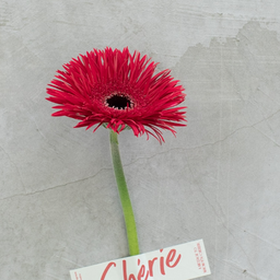 MENU_2356331LA_1690162188