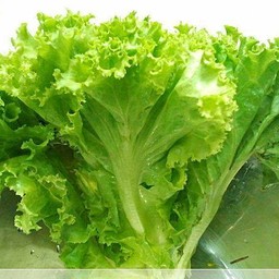 ผักกาดหอม