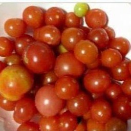 มะเขือเทศสีดาเป็นลูก