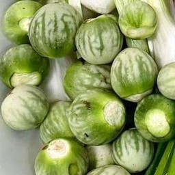 มะเขือเปาะเป็นลูก