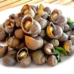 หอยโขล่งลวกจิ้ม